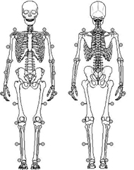 This figure shows an anterior and posterior skeleton.  Gray circles indicate reflective marker locations described in the text.