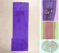 Three micrographs of rat spinal cord and the tactile plates generated from them. Top is longitudinal slice of injured spinal cord. Middle is longitudinal slice of normal spinal cord. Bottom is cross-section of normal spinal cord.