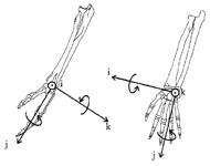Drawing of the bones of the hand, wrist, and forearm with arrows depicting the three-dimensional wrist joint coordinate system. Palm/dorsum forces and ulnar/radial deviation rotations are represented by vector pointing dorsally. The vector pointing distally represents compressive/distractive forces and pronation/supination rotations. The vector pointing laterally represents ulnar/radial shear forces and flexion/extension rotations.  
