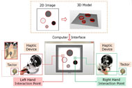 This figure explains the architecture of the proposed system. It consists of two haptic devices for both hands that provide force feedback. Each device provides one interaction point with the image. A 2D image is firstly converted into a 3D model by alleviating the edges of objects on the image. The 3D model is then oriented horizontally, just like placing a tactile paper on a table. Each hand is attached with a vibration TactorTM, which indicates the pixel intensity inside an object. 