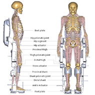 Pictured is a sagittal view and a frontal view of a musculo-skeletal model of a human with muscles attached to a lower body powered exoskeleton.