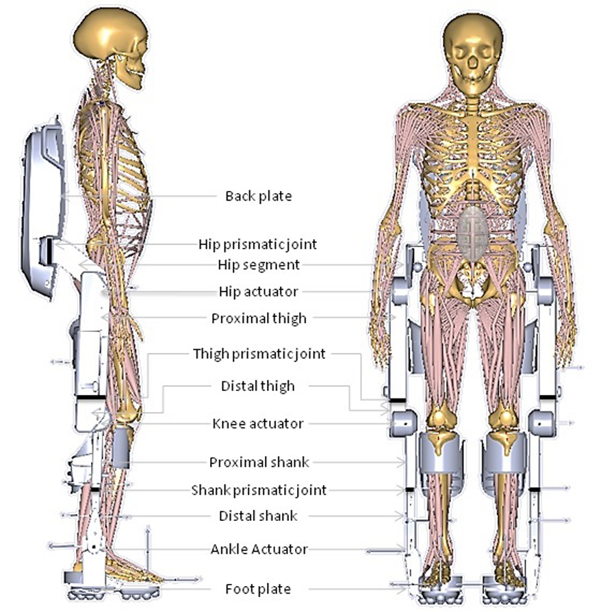 Modelling And Simulation Of Lower Extremity Powered Exoskeleton