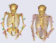 The image depicts two upper limb skeletal models of the subject, beginning at the pelvis. Markers and drivers are located in close proximity of one another. 3D coordinate axis arrows are shown protruding from each marker driver. The right skeletal model includes segments that are used to represent muscles.