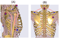The image depicts two views of the muskeloskeletal model. Image A is shown above the right shoulder and highlights the three muscles used to measure force in the shoulder. Image B views the model from behind and highlights the trapezius and erector spinae muscles on both sides of the subject.
