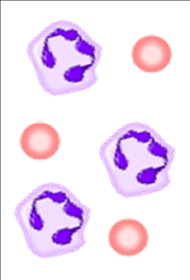 (a) A rectangle image with three white blood cells and three red blood cells
