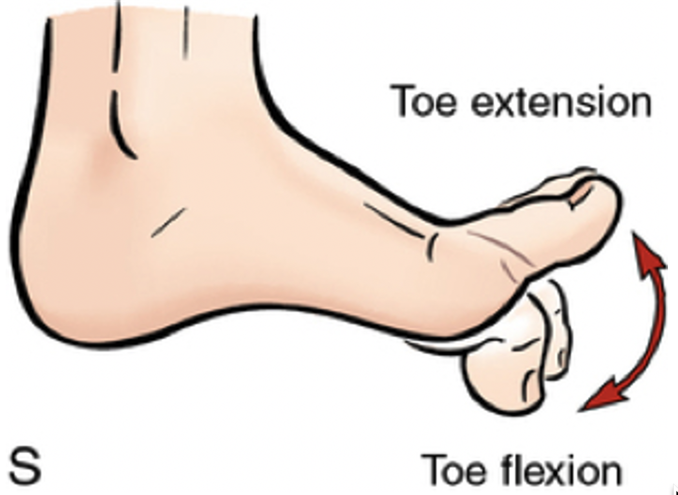 Evaluation Of Great Toe Extension Strength Using A Novel Portable ...
