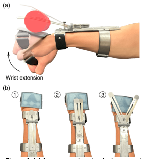 (a) Side view of the Passive Dorsal Grasper in use, showing a user grasping a cylindrical object by extending their wrist. The device features deployable aluminum fingers mounted on the dorsal side of the forearm. (b) Top view of the Passive Dorsal Grasper in three states: ① fingers fully stowed, ② fingers partially deployed, and ③ fingers fully deployed, highlighting the device's compact and extendable design.