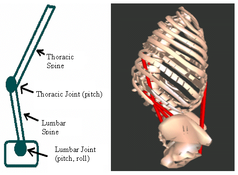 Figure 1:  Simplified Representation and actual model of the trunk: 