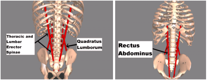 Model of trunk with musculature labeled: 