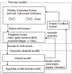 Figure shows an outline of the control system of the neuro-musculo-skeletal model. Nervous model corresponds to the FES controller. And musculo-skeletal model corresponds to a patient. 