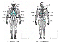 Marker placement for the upper extremity model. (a) Anterior view. (b) Posterior view. 