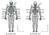 Marker placement for the upper extremity model. (a) Anterior view. (b) Posterior view.