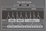 :   The stance and swing phases of the gait cycle shown for a single stride (1). 